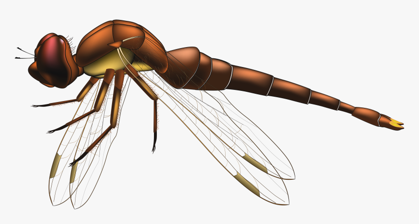 Dragonfly Brown Png Clip Art - Flying Transparent Background Dragonfly Png