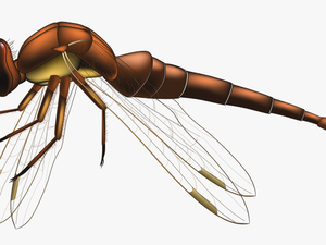 Dragonfly Brown Png Clip Art - Flying Transparent Background Dragonfly Png
