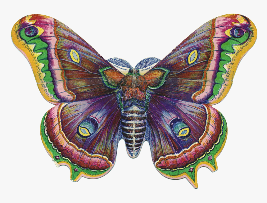 Transparent Butterfly Bush Png -