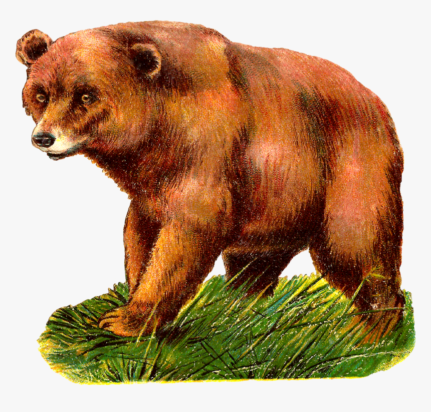 Grizzly Bear Alaska Peninsula Br