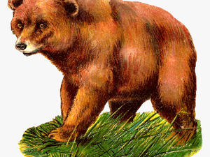 Grizzly Bear Alaska Peninsula Brown Bear Clip Art - Carnivores Animal Clipart