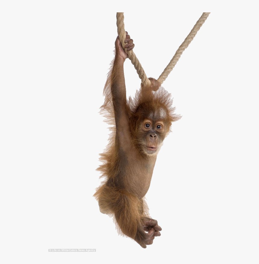 Orangutan - Animal Portraits Whi