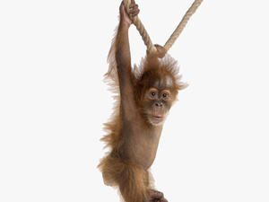 Orangutan - Animal Portraits White Background
