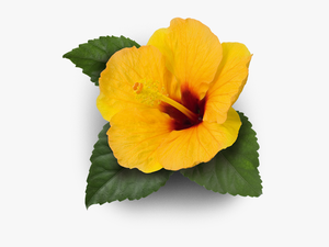 #fatimacristina85 - Hawaiian Hibiscus