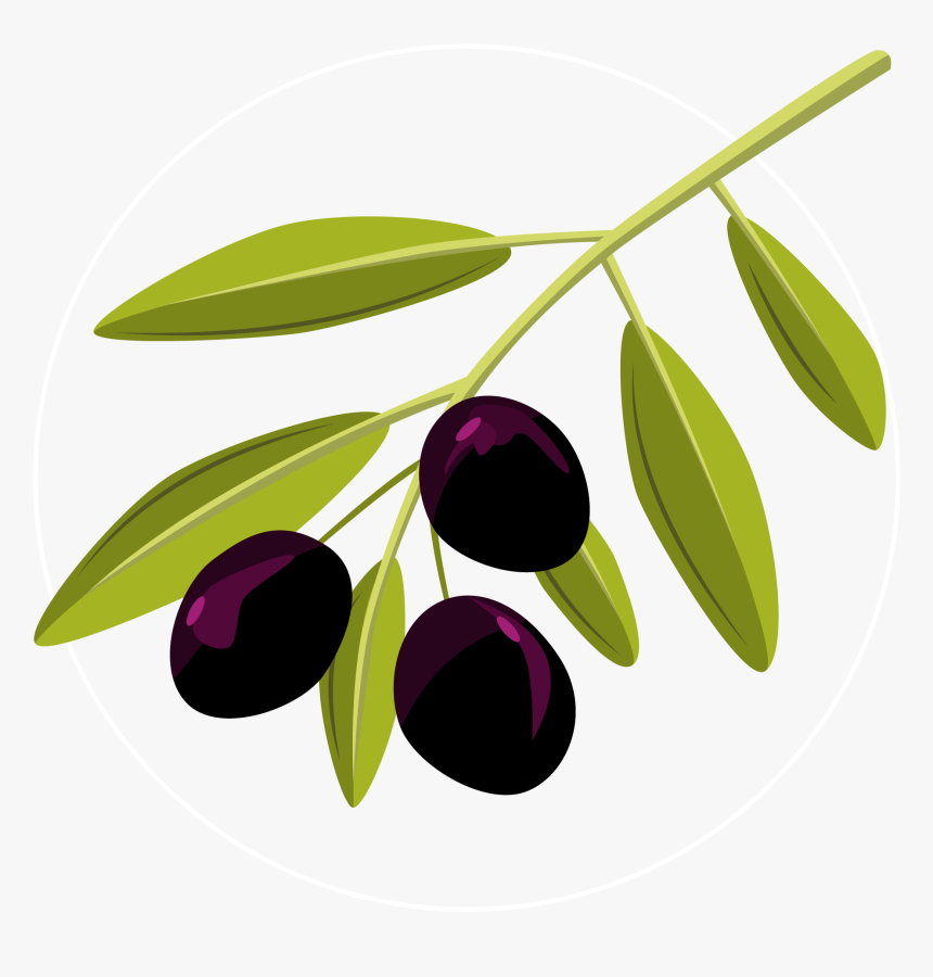 Vector-olive - Olive Clipart