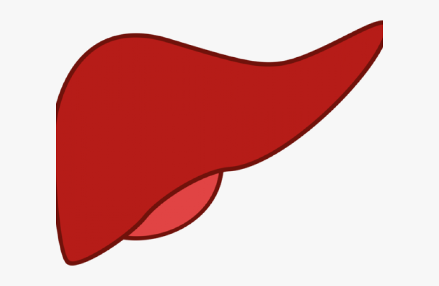 Cartoon Clipart Pancreas - Liver