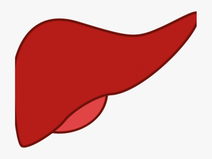 Cartoon Clipart Pancreas - Liver Clipart