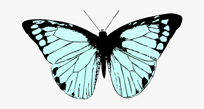 Soft Blue Colored Butterfly Wings - Black And White Butterfly Png