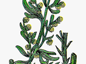 Vintage Herb Clipart - Wormwood Tree Illustration