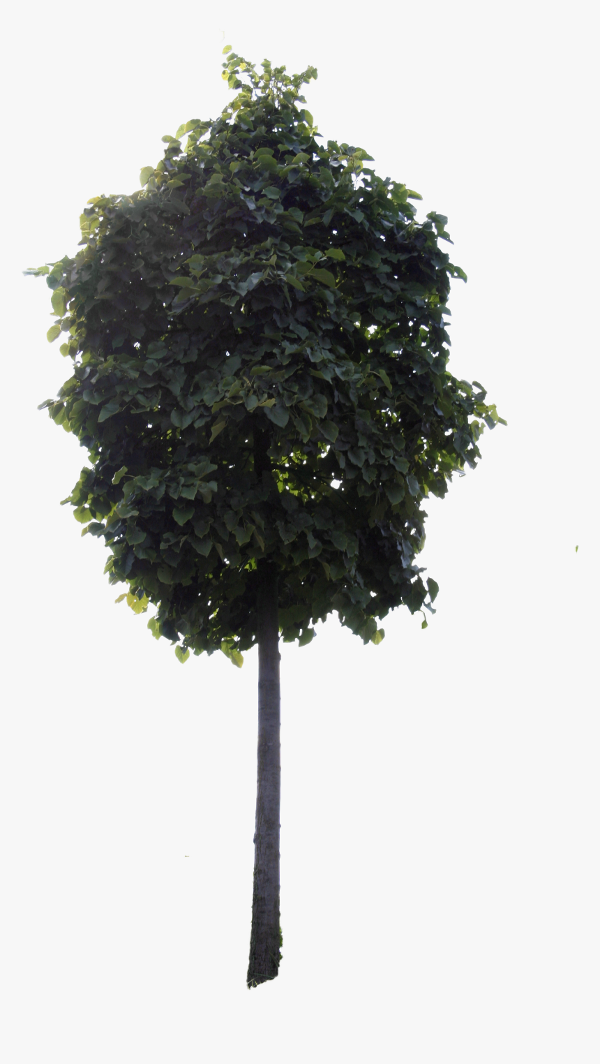 Small Tree Png