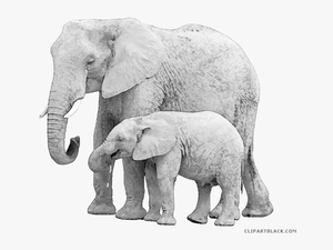 Elephant Clipart Baby Animal