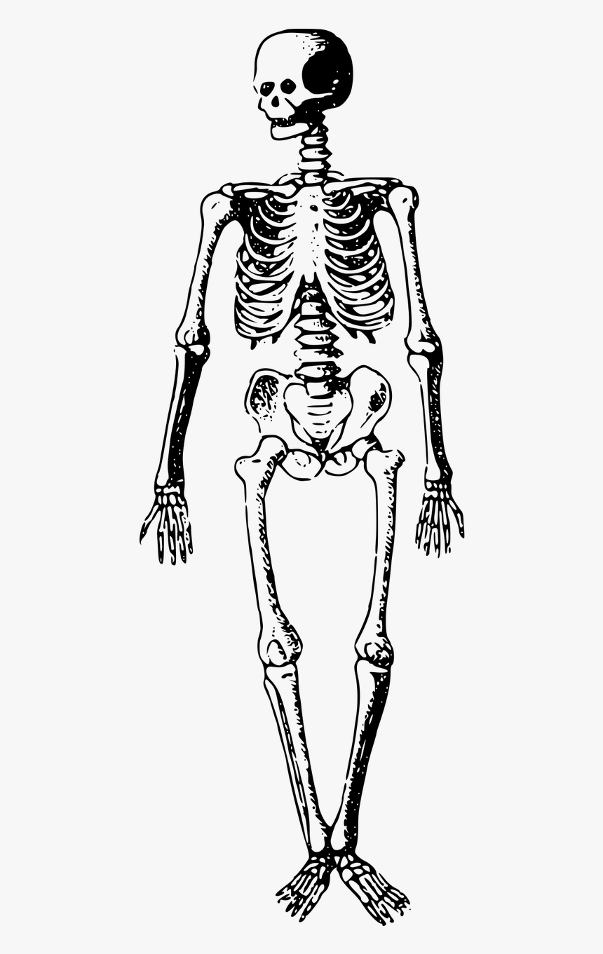 Black And White Skeleton Clipart