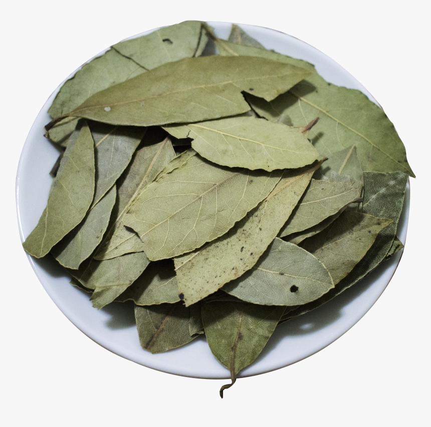 Wholesale Bay Leaf Laurel Leaf T