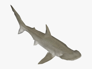 Bonnethead Shark - Bronze Hammerhead Shark