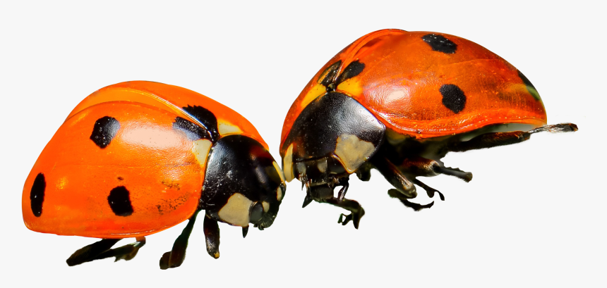 Ladybug - Orange Ladybug Png