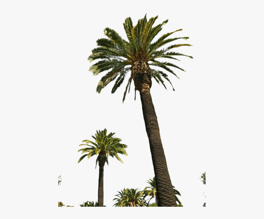 Palm Tree Png Transparent Images - Real Palm Tree Transparent