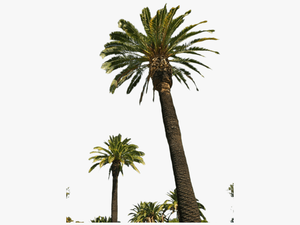 Palm Tree Png Transparent Images - Real Palm Tree Transparent
