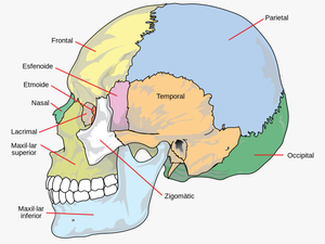 Different Parts Of Head