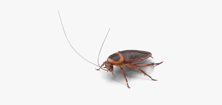 Roach Png Transparent Image - Co