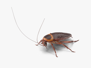 Roach Png Transparent Image - Cockroach