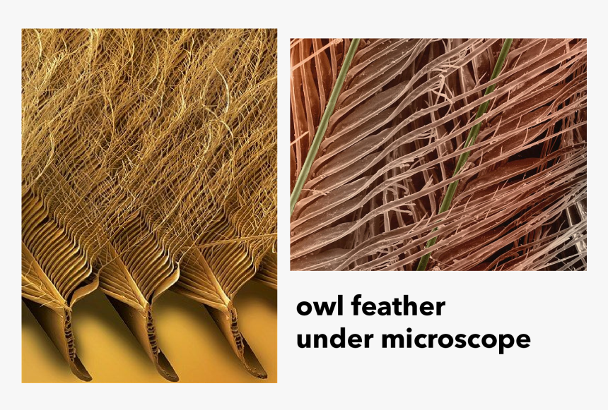 Chaise Lounge Inspired By Owl S Feather - Microscopic Owl Feather
