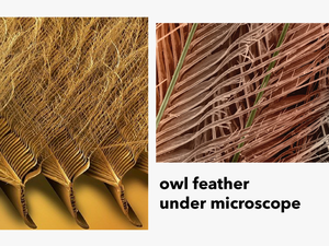 Chaise Lounge Inspired By Owl S Feather - Microscopic Owl Feather