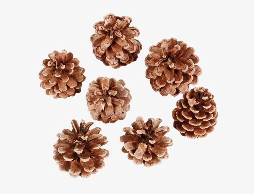 Pine Cone Png Transparent Image - Artificial Flower