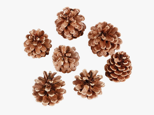 Pine Cone Png Transparent Image - Artificial Flower