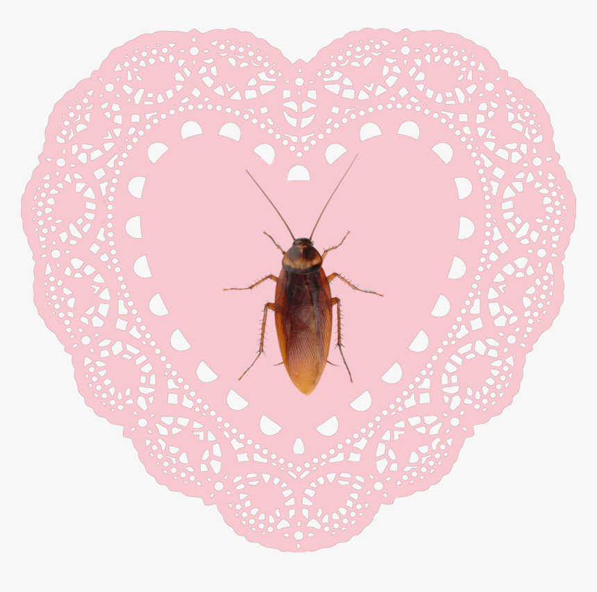 #heart #hearts #pink #encaje #cucaracha #crybaby #cute - Heart Lace Doily Png