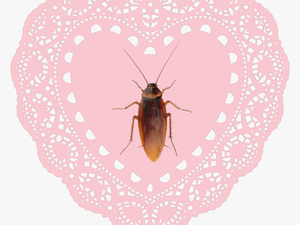 #heart #hearts #pink #encaje #cucaracha #crybaby #cute - Heart Lace Doily Png