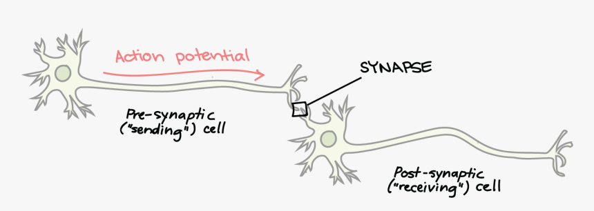 Cell Clipart Sensory Neuron - Synapse On A Neuron