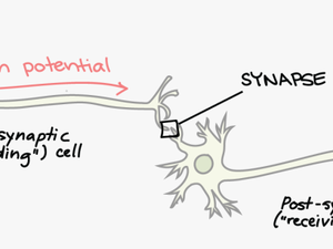 Cell Clipart Sensory Neuron - Synapse On A Neuron
