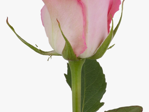 #rose #flower #rosebud #freetoedit - Garden Roses