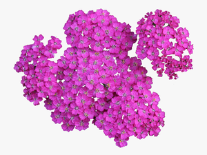 Transparent Floral Clipart - Achillea Png