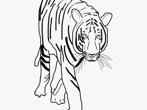 Monochrome - Tiger Black N White Clipart