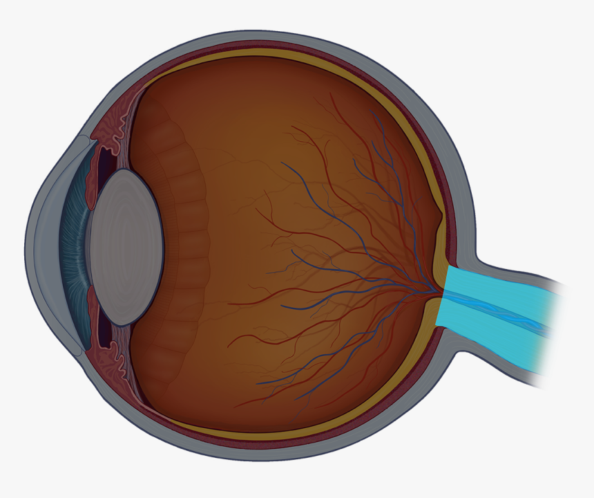 Eye Anatomy Quiz Review - Inside