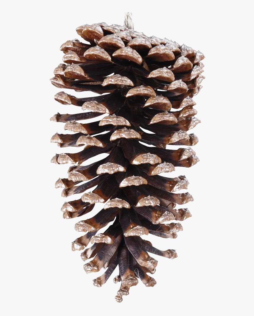 Pinecone Png File - Conifer Cone