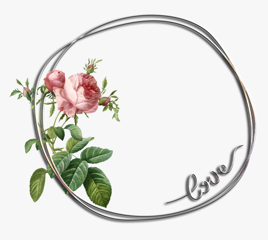Rose Botanical Illustration
