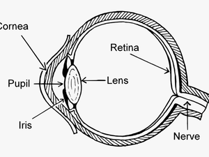 Easy Structure Of Eye