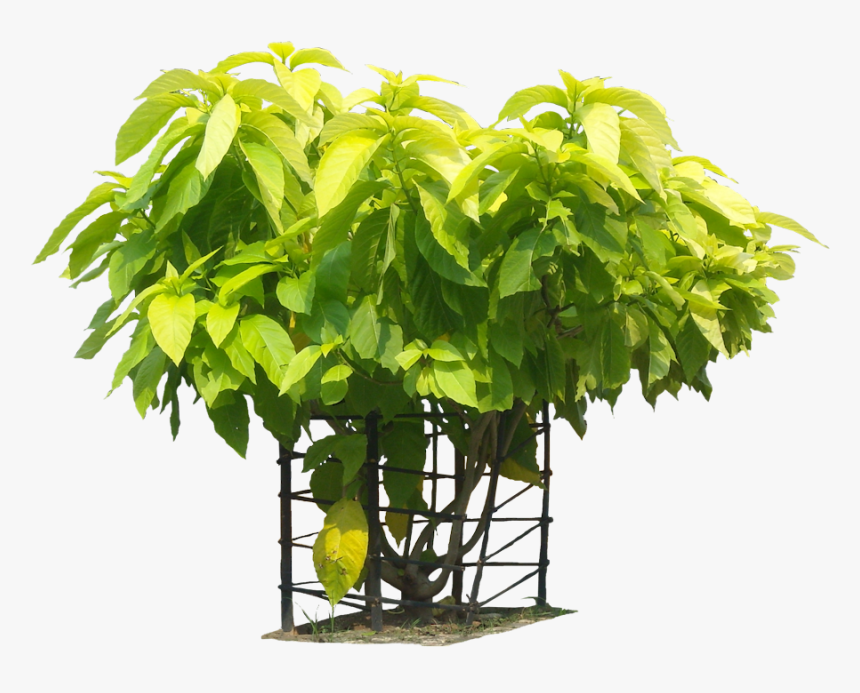 A Collection Of Tropical Plant Images With Transparent - Pisonia Alba Png