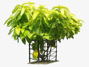A Collection Of Tropical Plant Images With Transparent - Pisonia Alba Png