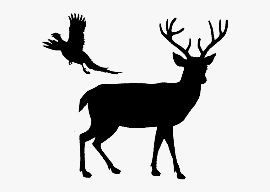 White-tailed Deer Reindeer Elk -