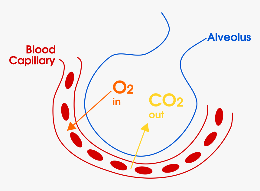 Example Of Gas Exchange In The Lungs For Copd Overlap - Gas Exchange In Alveoli Diagram