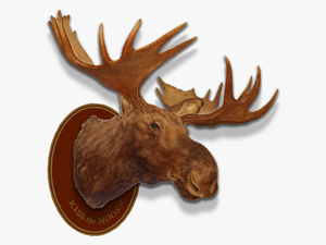 Left Header Flourish Right Header Flourish Moose Head - Moose Head Trophy Png