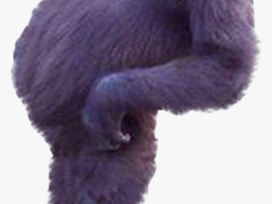 Western Gorilla Common Chimpanzee - Real Monkey Cut Out