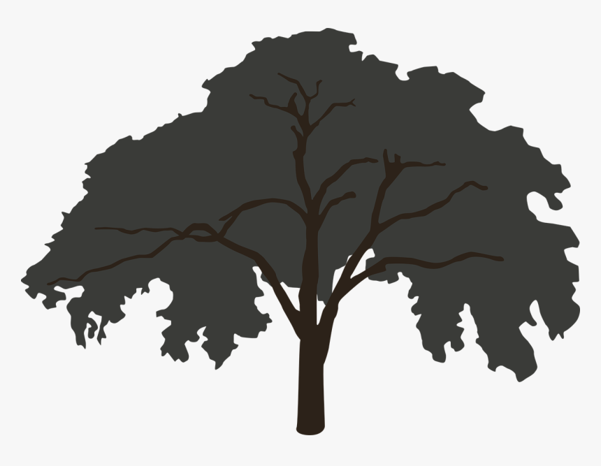 Elm Tree Silhouette