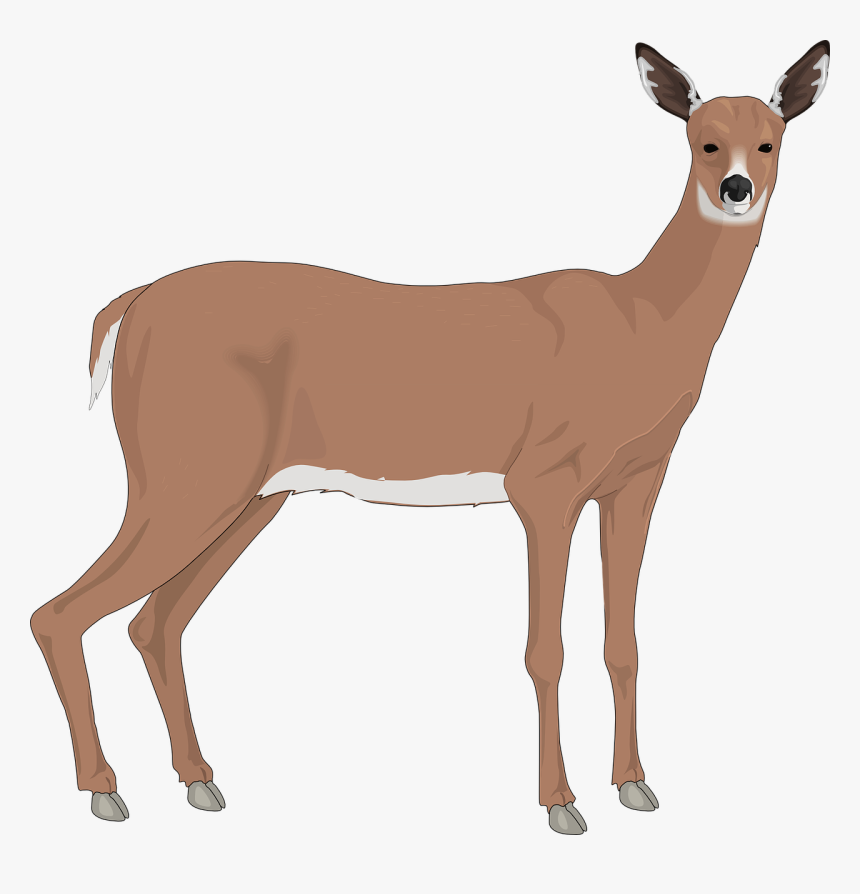 The White-tailed Deer Reindeer Clip Art - Doe Clipart