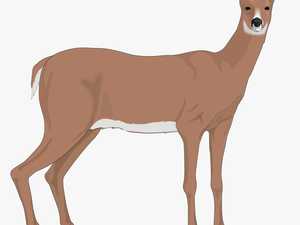 The White-tailed Deer Reindeer Clip Art - Doe Clipart