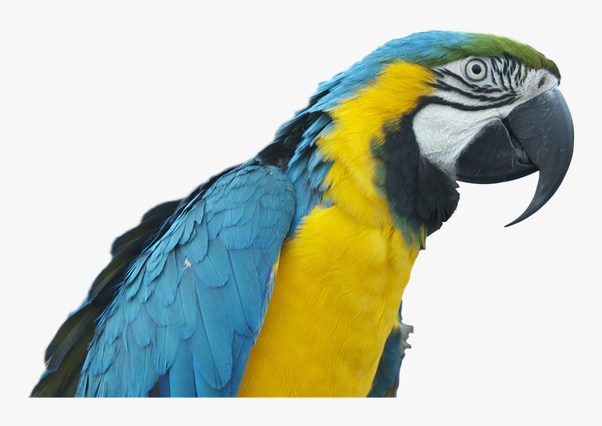 Colorful Parrot Png Free Downloa