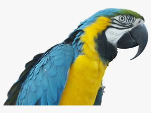 Colorful Parrot Png Free Download - Papağan Png